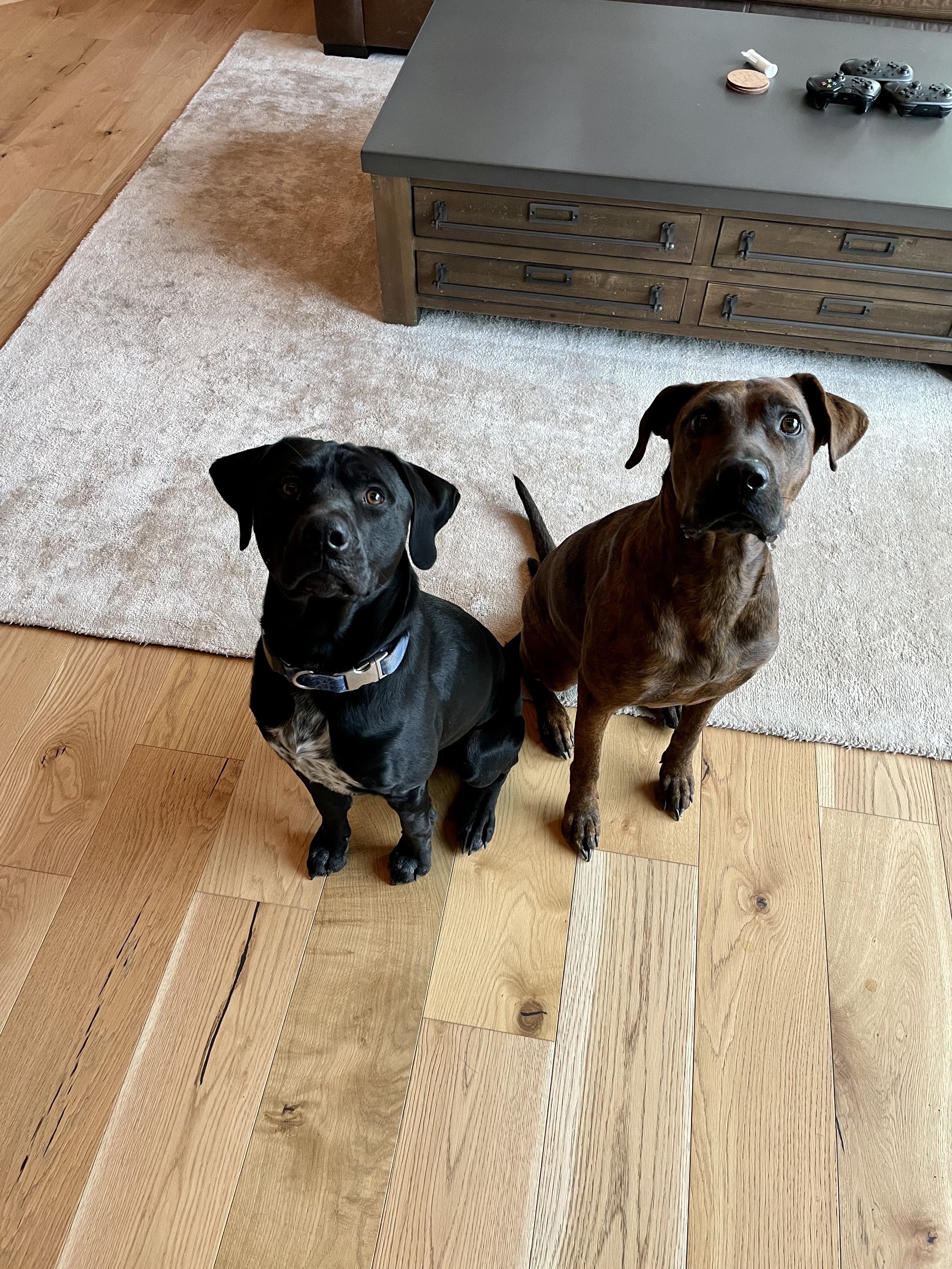 Chief Dog Officers